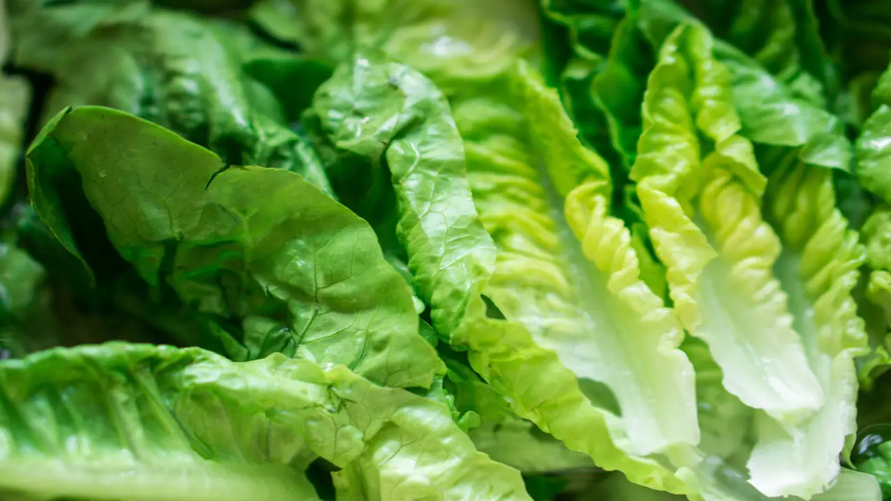 97 People Diagnosed With E. Coli Poisoning Across 6 states Linked To Tainted Wendy’s Lettuce