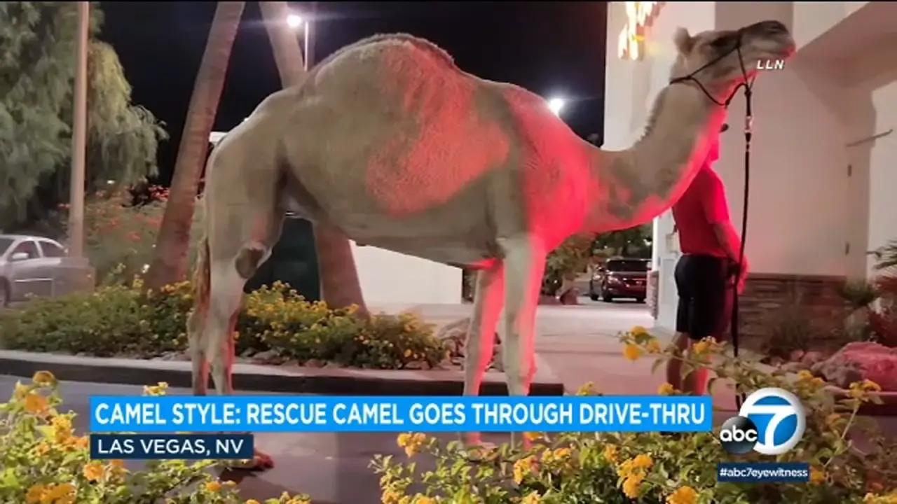 Camel Goes Through In-N-Out Burger Drive-Thru Because He’s All About The Fries