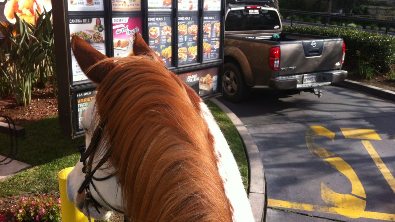 Pair Of Escaped Horses Found Horsin’ Around At A Taco Bell In Bakersfield, CA