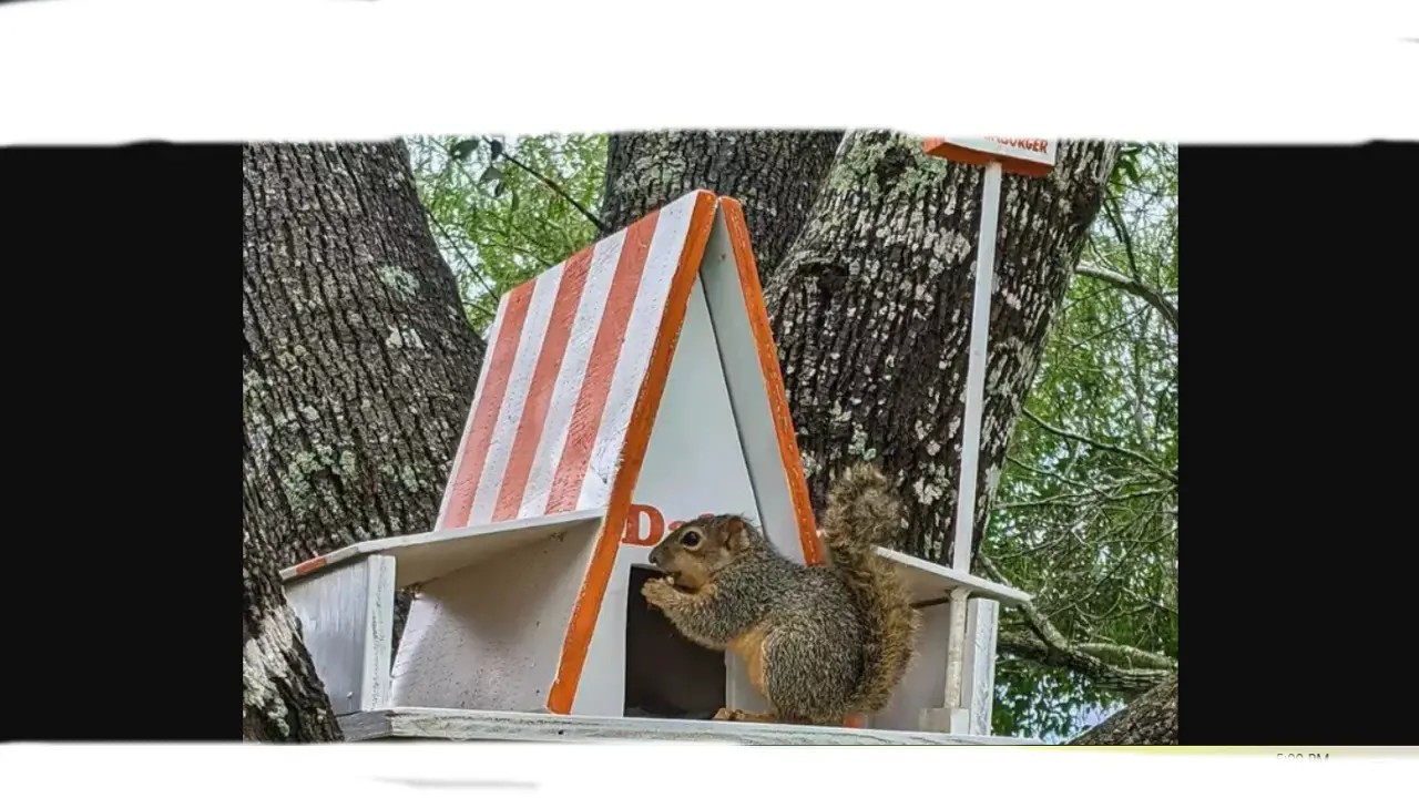 Family Builds Baby Squirrel They Rescued A Home Modeled After Whataburger