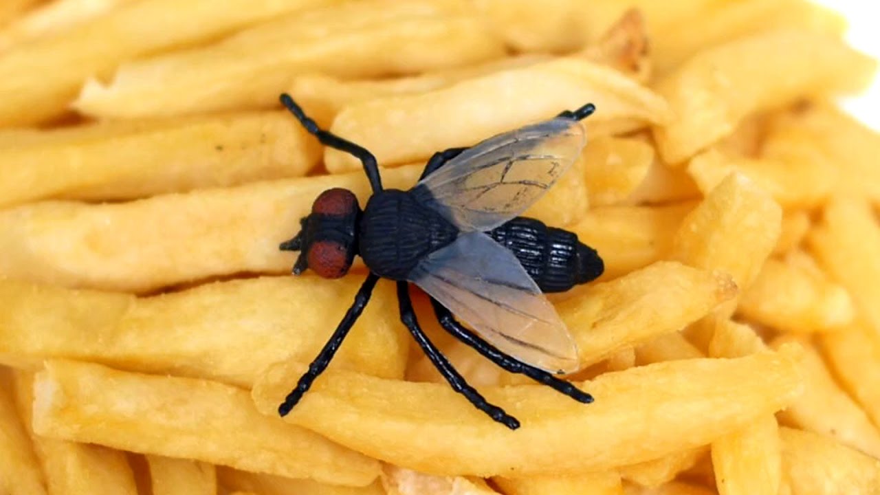 Wendy’s & Other Fast Food Chains In FL Shutdown Due To Flies, Roaches, Slime…