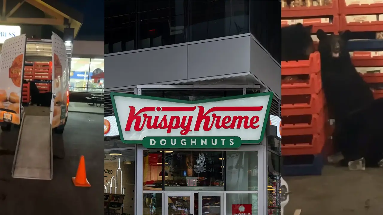 Two Bears Go Ham In Krispy Kreme Donut Heist While Delivery Driver Stops Van At Convenience Store